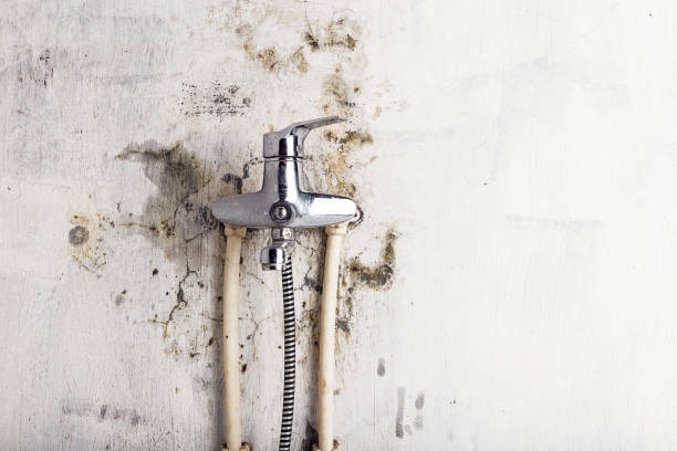 Best Same-Day Mold Removal  in Cordes Lakes, AZ