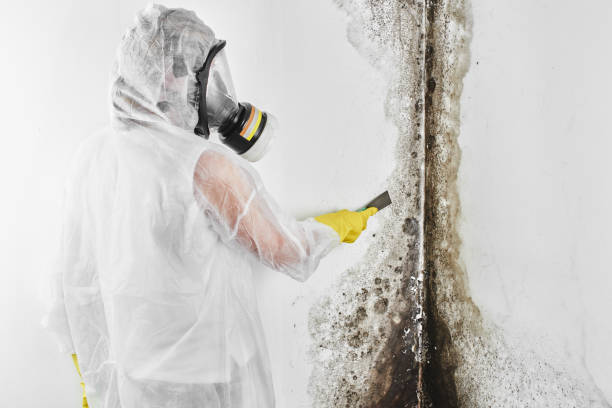 Best Local Mold Removal Service  in Cordes Lakes, AZ