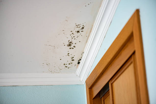 Best Emergency Mold Removal  in Cordes Lakes, AZ