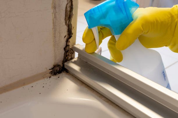 Best Toxic Mold Removal  in Cordes Lakes, AZ
