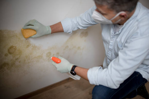 Best Mold Removal and Inspection  in Cordes Lakes, AZ