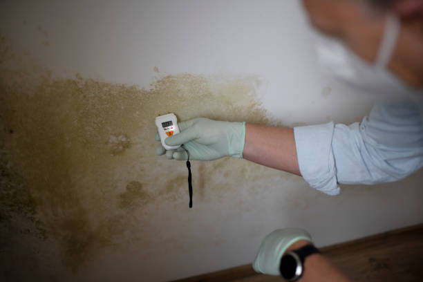 Best Black Mold Removal  in Cordes Lakes, AZ