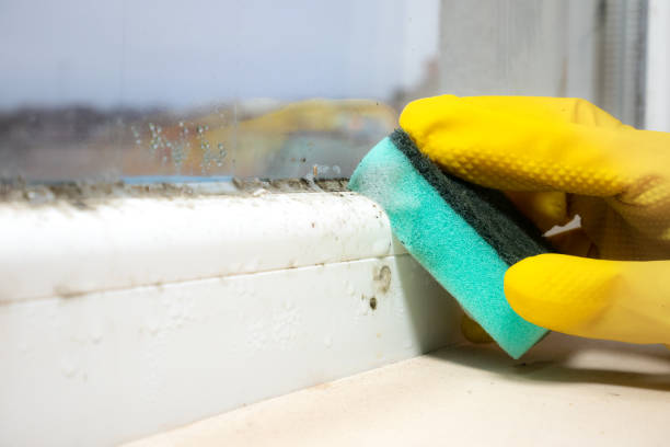 Best Mold Removal Near Me  in Cordes Lakes, AZ