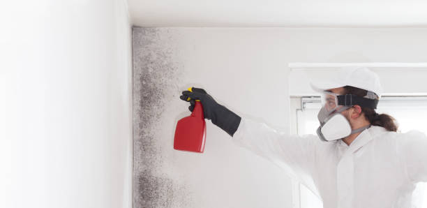 Best Same-Day Mold Removal  in Cordes Lakes, AZ