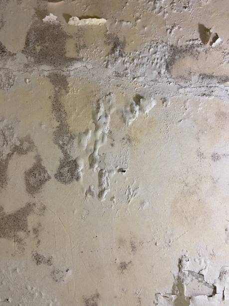 Professional Mold Removal in Cordes Lakes, AZ