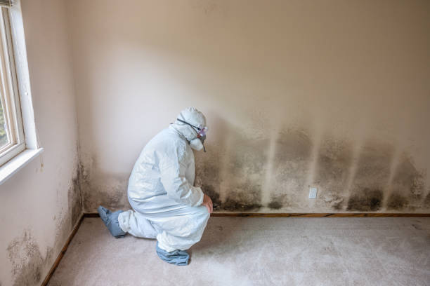 Best Best Mold Removal Companies  in Cordes Lakes, AZ