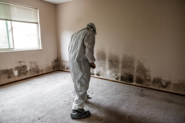 Best Toxic Mold Removal  in Cordes Lakes, AZ