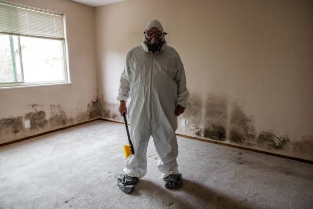 Best Commercial Mold Removal  in Cordes Lakes, AZ