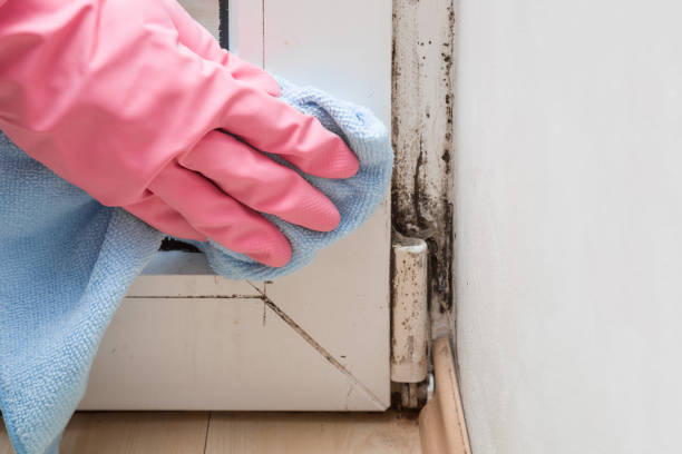 Best Mold Damage Repair  in Cordes Lakes, AZ